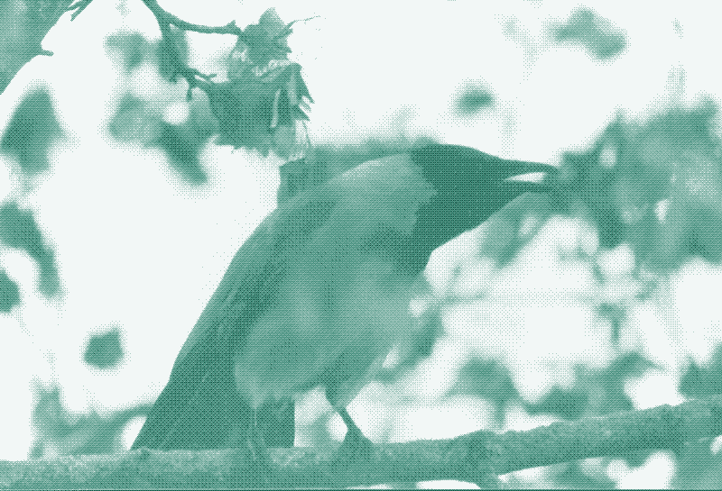 This crow was my first test to see if my Vivitar lens worked