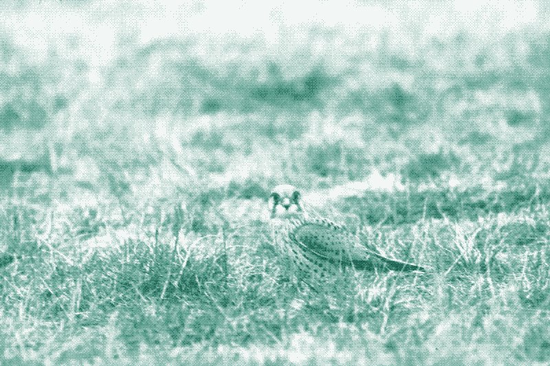 On the Tempelhof field you can observe many kestrels