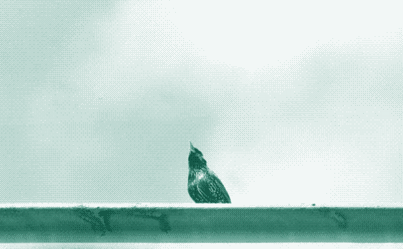 Here i realized that the starling has really beautiful feather colors when the sun shines on it