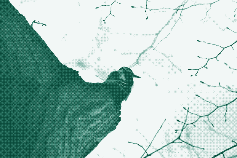 A great spotted woodpecker. It was hard to catch